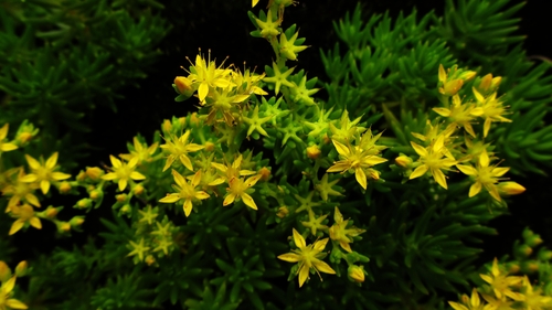 Sedum mexicanum