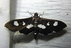 Desmia maculalis