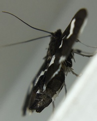 Desmia maculalis