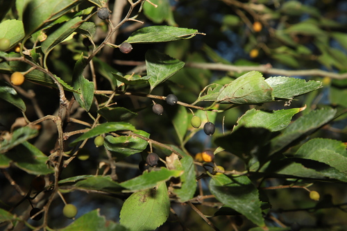 Celtis jessoensis