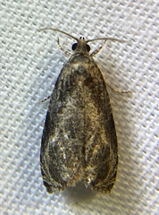 Olethreutes exoletum