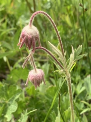 Geum triflorum