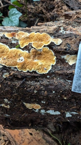 Pseudomerulius curtisii