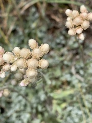 Antennaria rosea