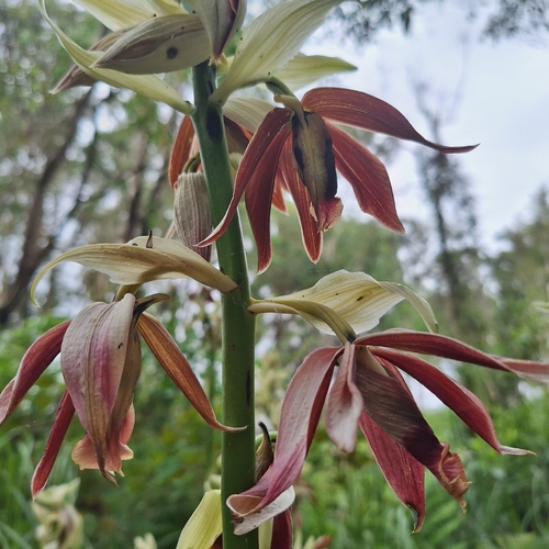 Image of Phaius australis by (c) Greg Tasney, some rights reserved (CC BY-SA)