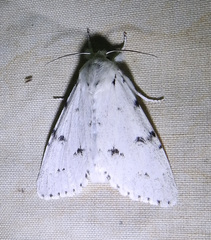 Acronicta vulpina
