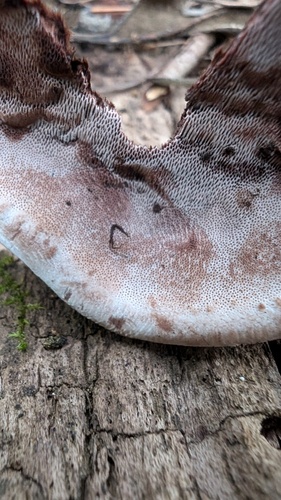 Abundisporus pubertatis