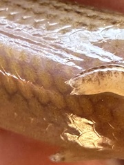 Two-Clawed Worm-Skink photo 5