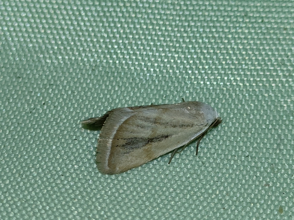 Eublemma pura
