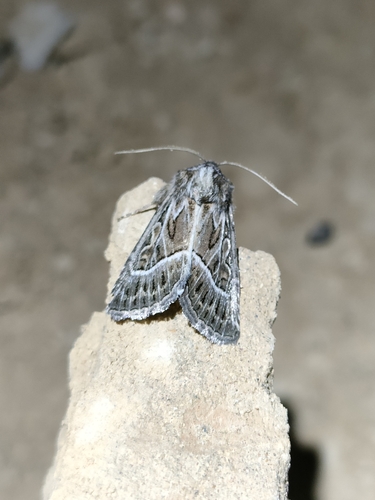 Noctuelle défraîchie (La)