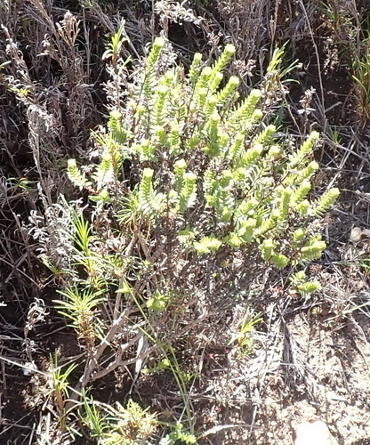 Image of Crassula ericoides by (c) Nicola van Berkel, some rights reserved (CC BY-SA)