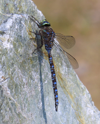 Lake Darner photo 3