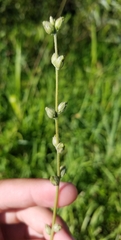Buchnera floridana image