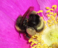 Bombus mckayi