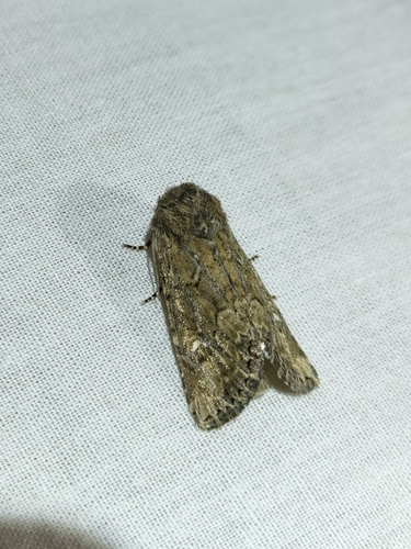 Sandhill Rustic