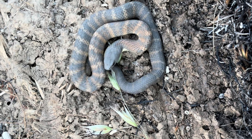 Tiger Snake sighting