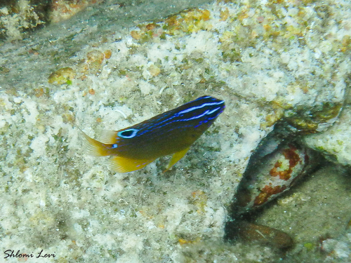 Pomacentrus aquilus observed 2024-09-27