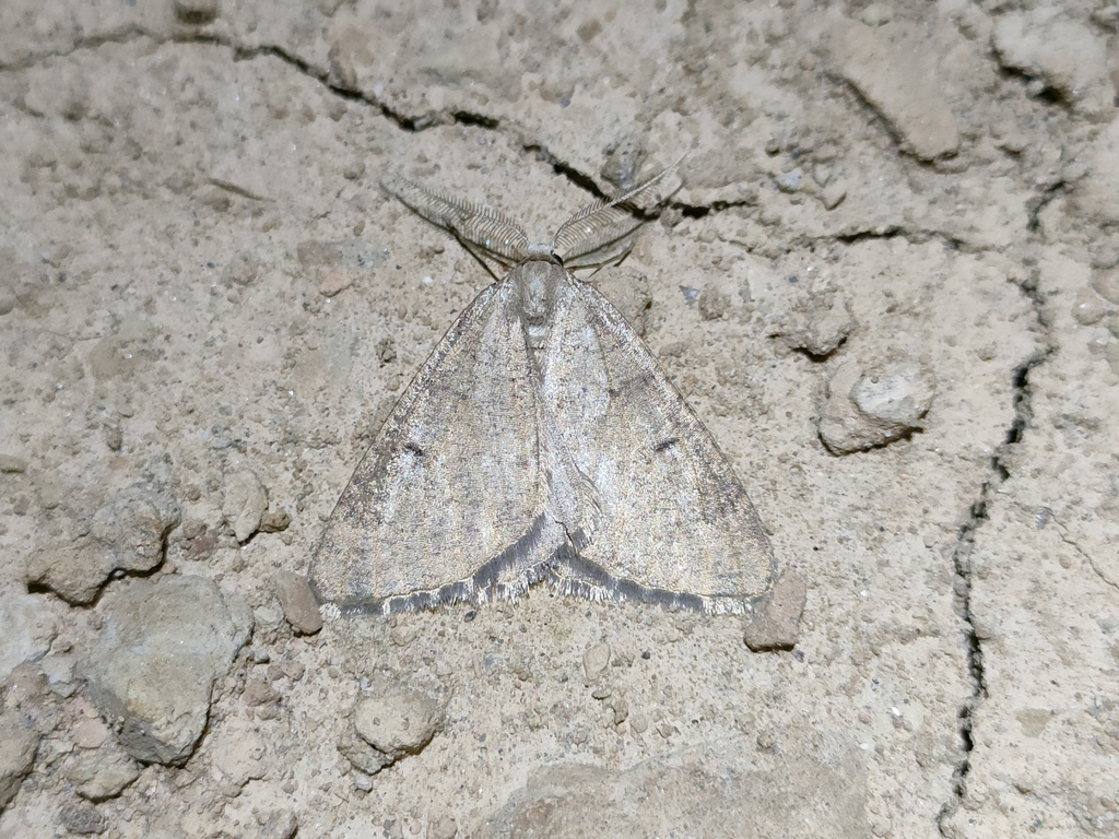 Dasypteroma thaumasia
