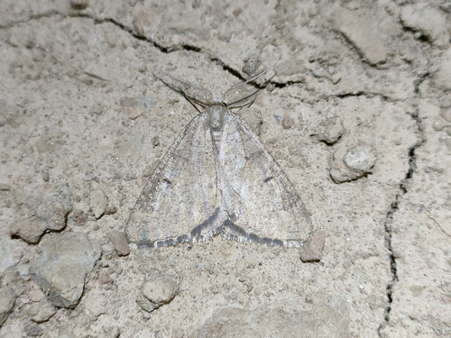 Dasypteroma thaumasia