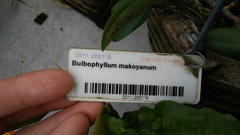 Bulbophyllum makoyanum