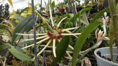 Bulbophyllum makoyanum