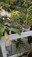 Bulbophyllum makoyanum