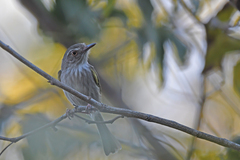 Pearly-Vented Tody-Tyrant photo 5