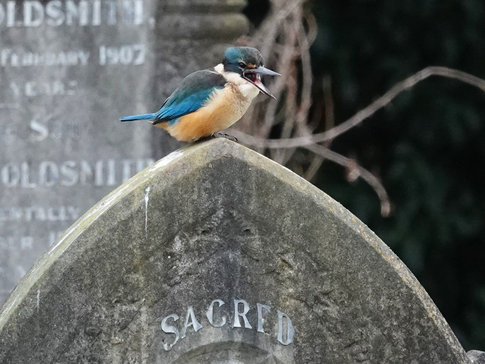 Sacred Kingfisher (Todiramphus sanctus)
