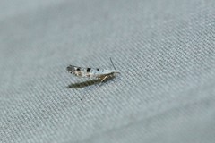 Argyresthia thuiella