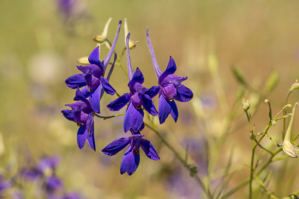 Eurasian Larkspurs