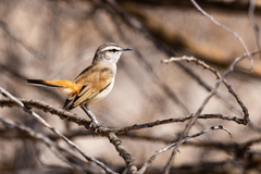 Kalahari Scrub Robin photo 4