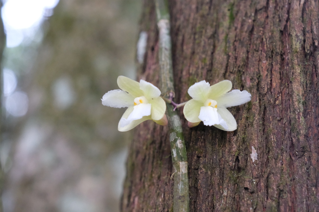 Dendrobium derryi Ridl.