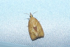 Cenopis reticulatana