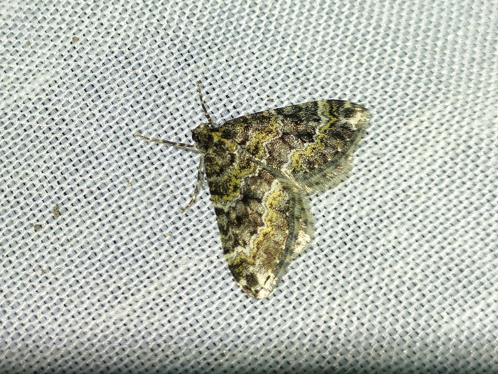 Hospitalia flavolineata