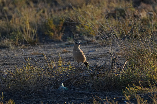 Mongolian Ground-Jay