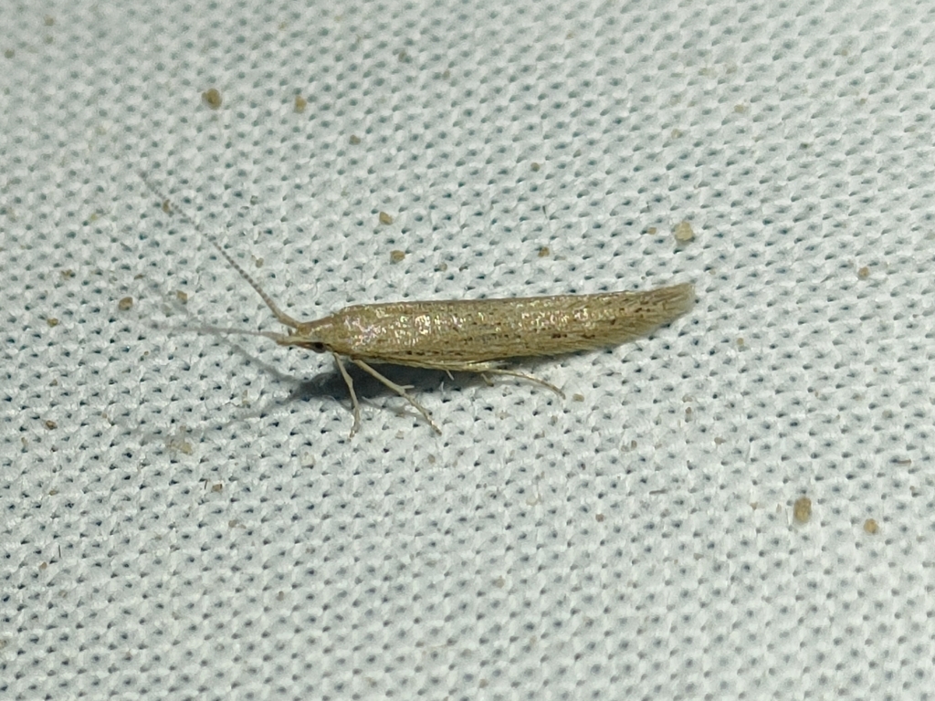 Coleophora gaviaepennella