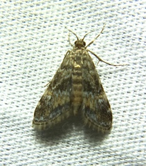 Elophila tinealis