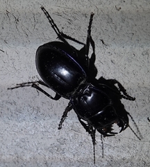 Pasimachus elongatus