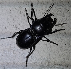 Pasimachus elongatus