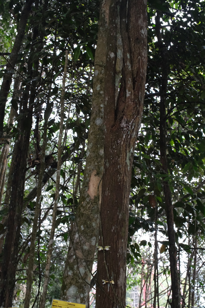 Dendrobium derryi Ridl. 2