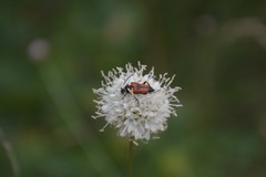 Stictoleptura cordigera