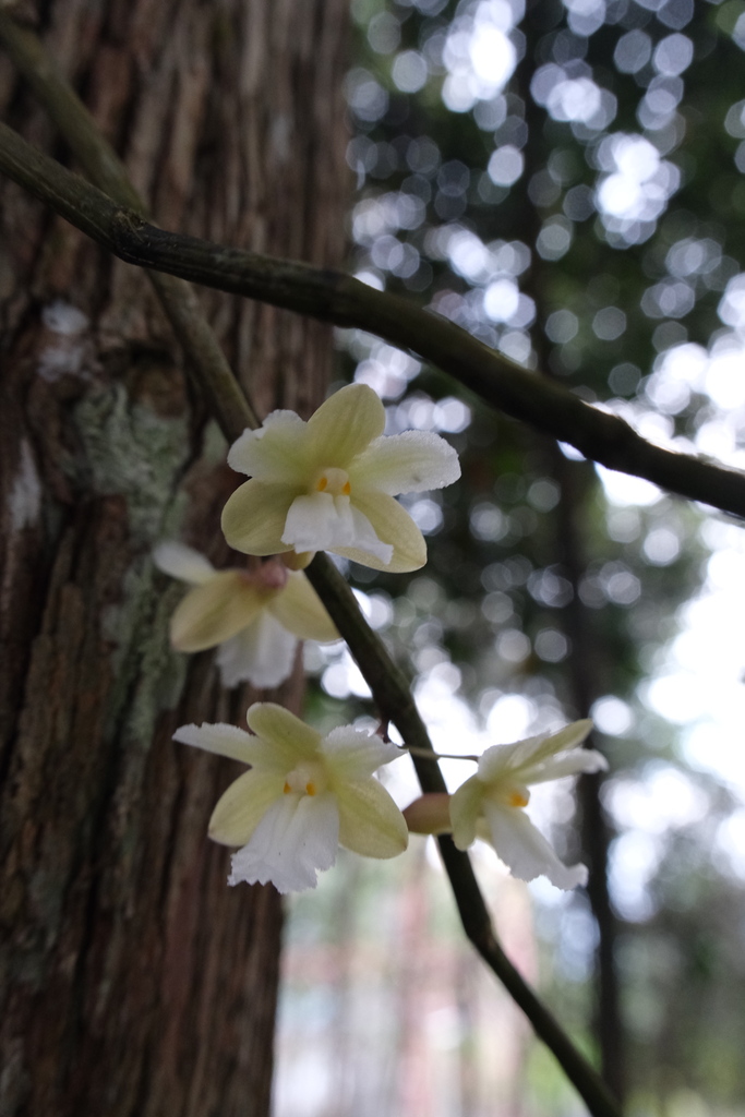 Dendrobium derryi Ridl. 3