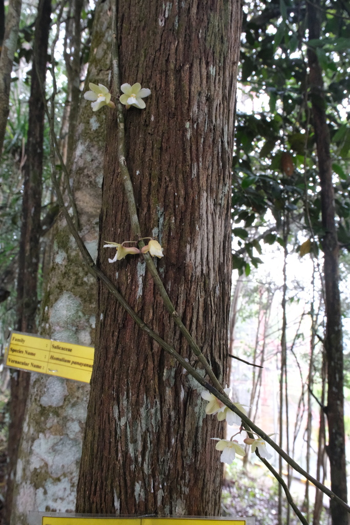 Dendrobium derryi Ridl. 4