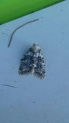 Bryophila domestica