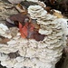 Trametes pubescens - Photo (c) peggycarrol281, μερικά δικαιώματα διατηρούνται (CC BY-NC)