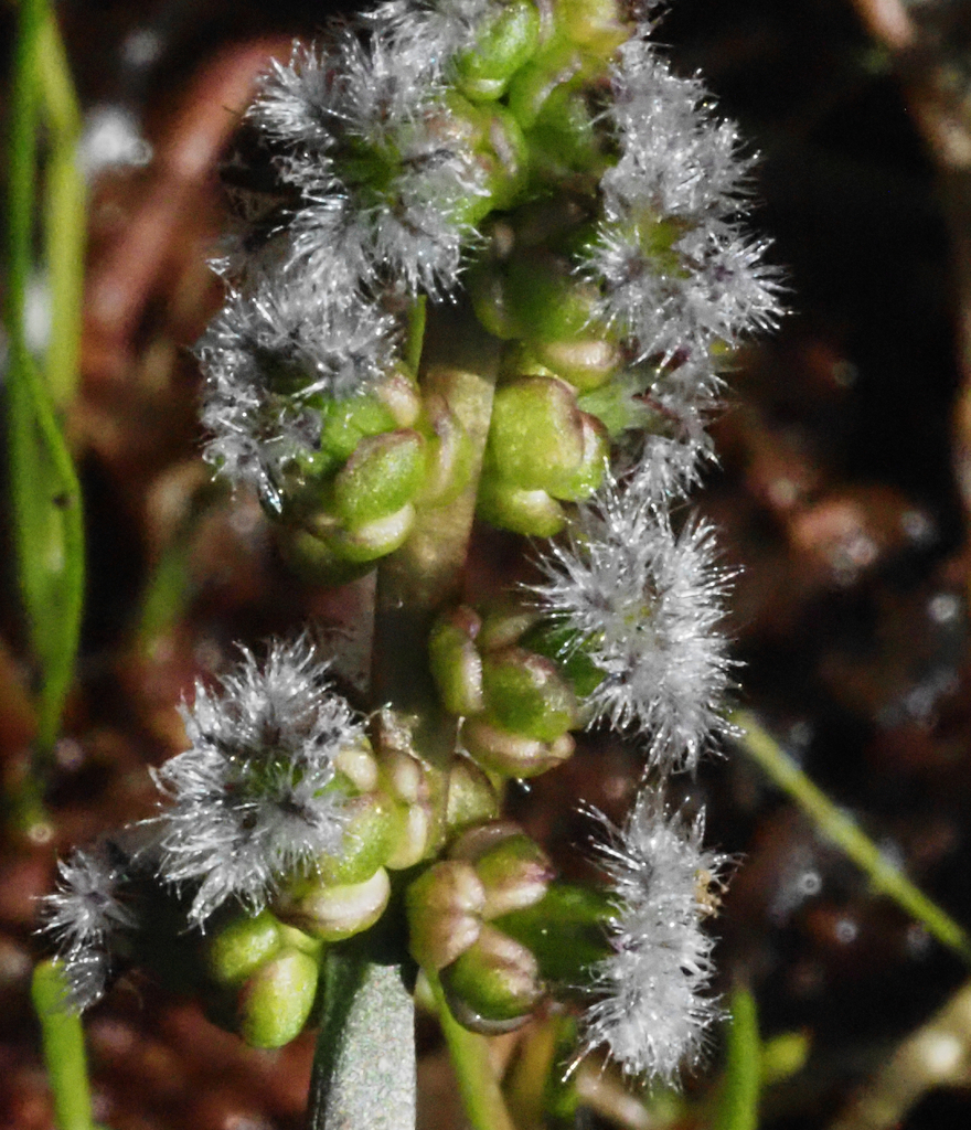 Cycnogeton linearis