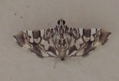 Chabula acamasalis
