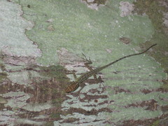 Anolis peraccae