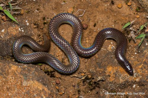 Photo of a Nilgiri burrowing snake (Plecturus perroteti)