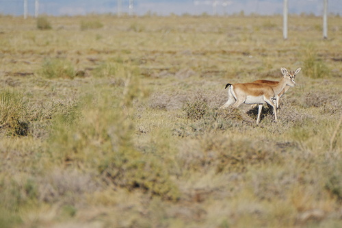 Goitered Gazelle